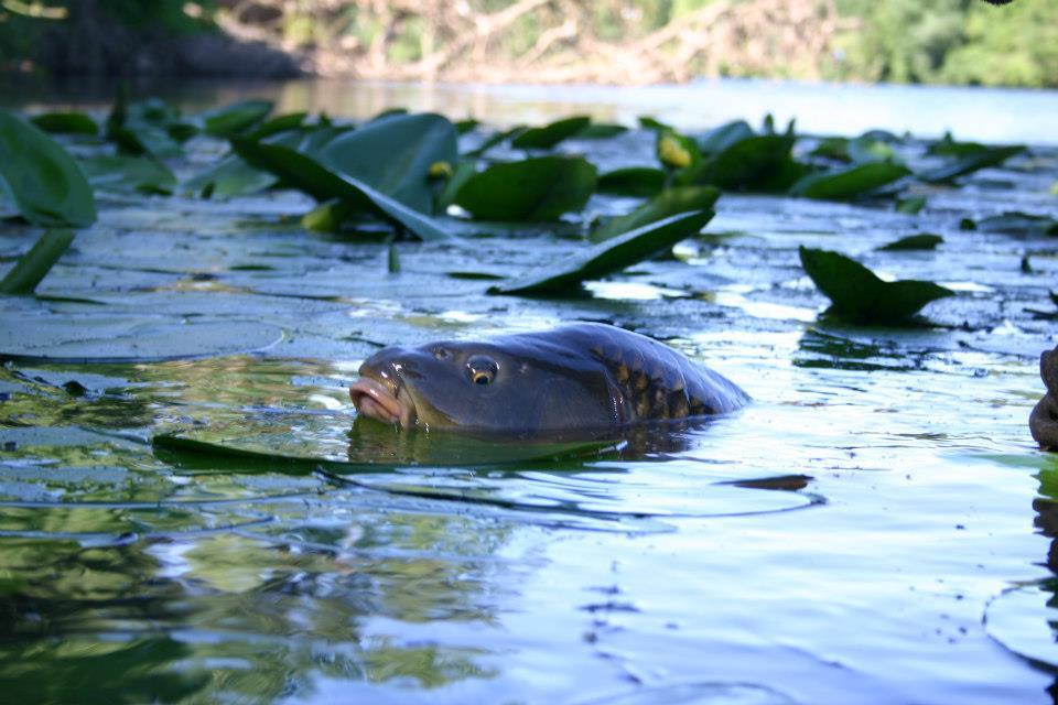 pescuitul+natura - 579578438452376237754355851140n.jpg